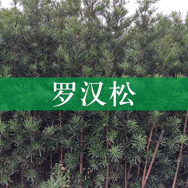 羅漢松出售圖片