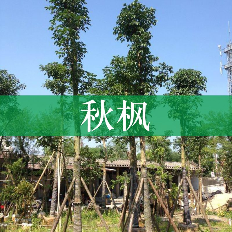 基地供應(yīng)秋楓樹苗 廣西秋楓大量批發(fā) 秋楓胸徑30