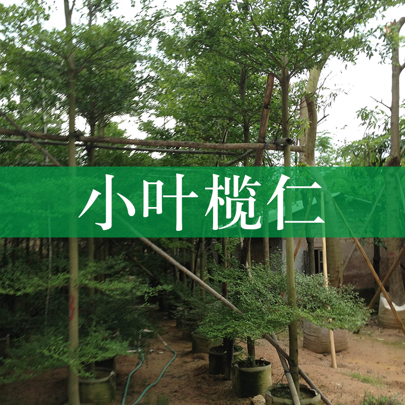 基地供應(yīng)小葉欖仁 細(xì)葉欖仁  小葉欖仁種植園