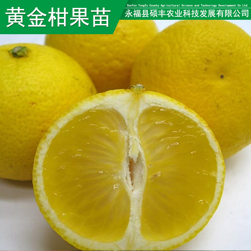 苗木基地圖片/苗木基地樣板圖 (4)