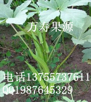 供應運動員*蔬菜咖啡黃葵