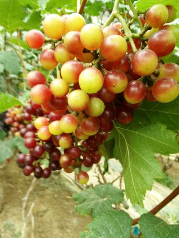 供應(yīng)溫室營(yíng)養(yǎng)代葡萄苗技術(shù)