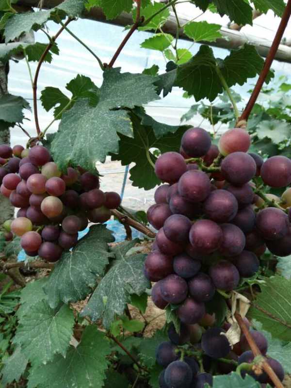 葡萄種植圖片/葡萄種植樣板圖 (2)