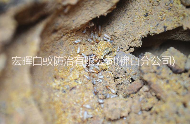 供應(yīng)南海區(qū)白蟻防治服務(wù)站，南海區(qū)專業(yè)白蟻防治公司，南海區(qū)滅白蟻*
