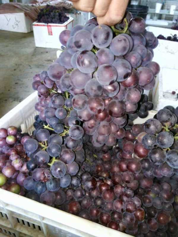 供應(yīng)山東大棚葡萄種植技術(shù)供應(yīng)商