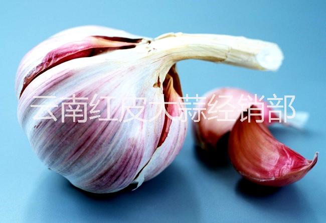 供應(yīng)用于作料的云南新鮮紅皮瓣蒜價(jià)格,紅皮瓣蒜批發(fā),紅皮瓣蒜專(zhuān)賣(mài)， 云南洱源新鮮蒜行情