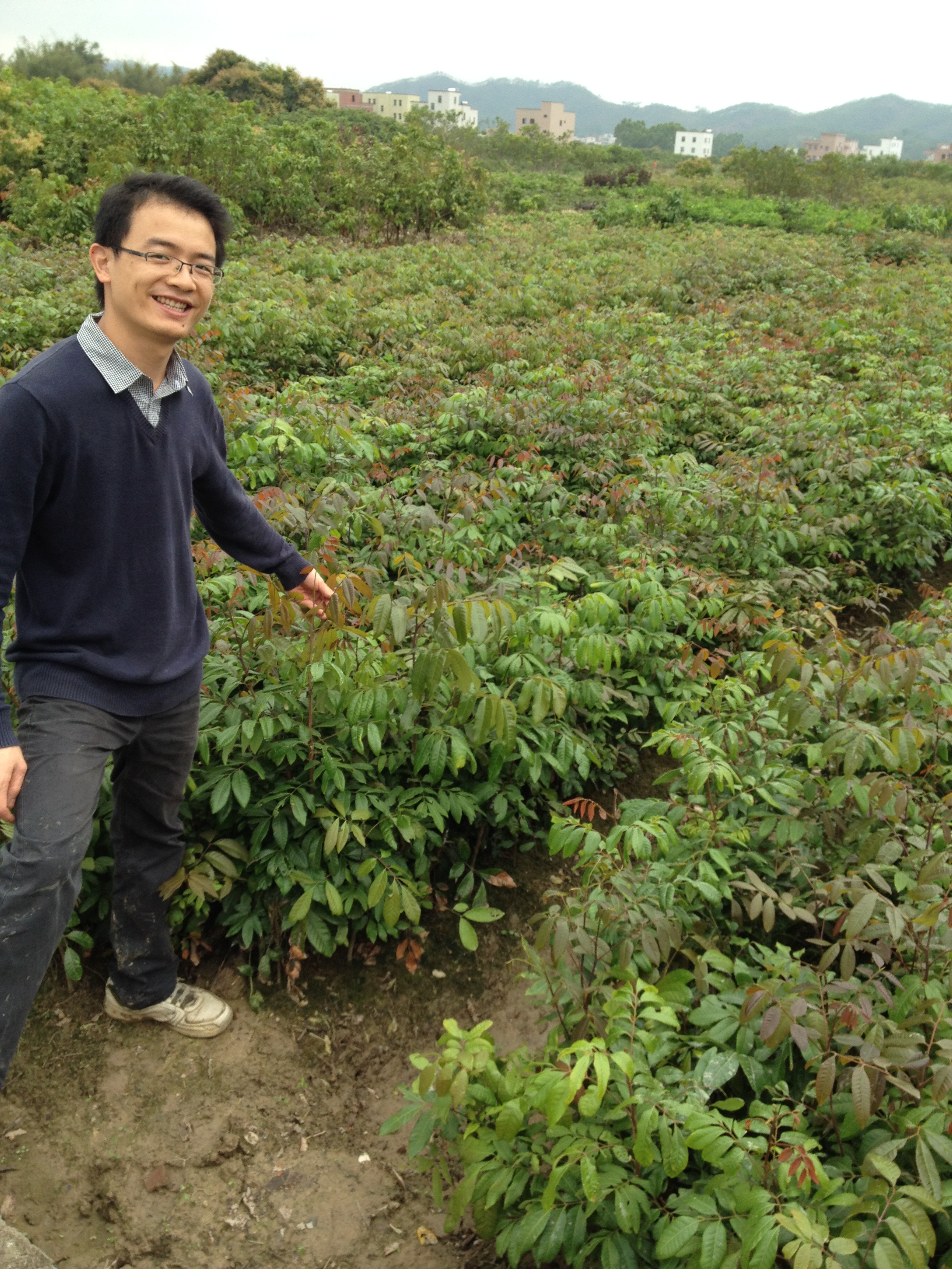 海南东方龙眼苗海南东方龙眼苗价格 海南东方龙眼苗种植基地技术培训