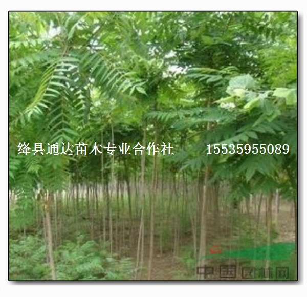 8公分白蠟樹圖片/8公分白蠟樹樣板圖 (3)