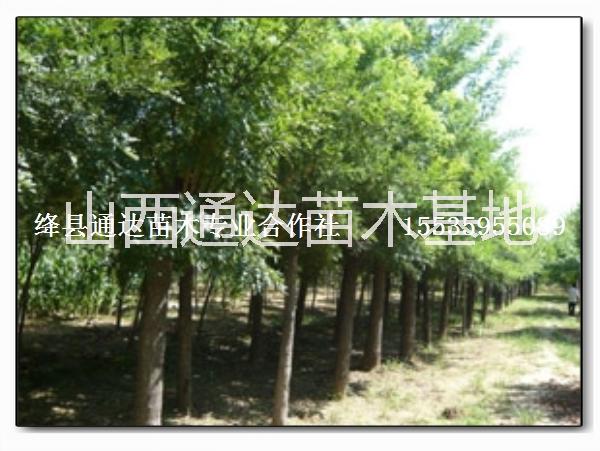 公分香花槐圖片/公分香花槐樣板圖 (2)