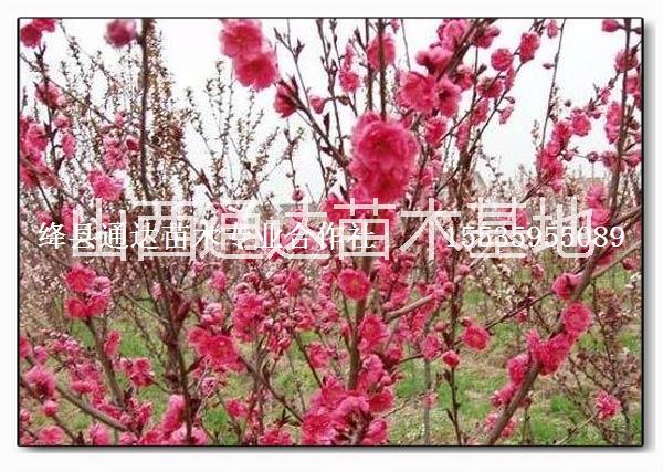 供應(yīng)紫葉李 紅葉李 紅葉碧桃圖片/供應(yīng)紫葉李 紅葉李 紅葉碧桃樣板圖 (4)