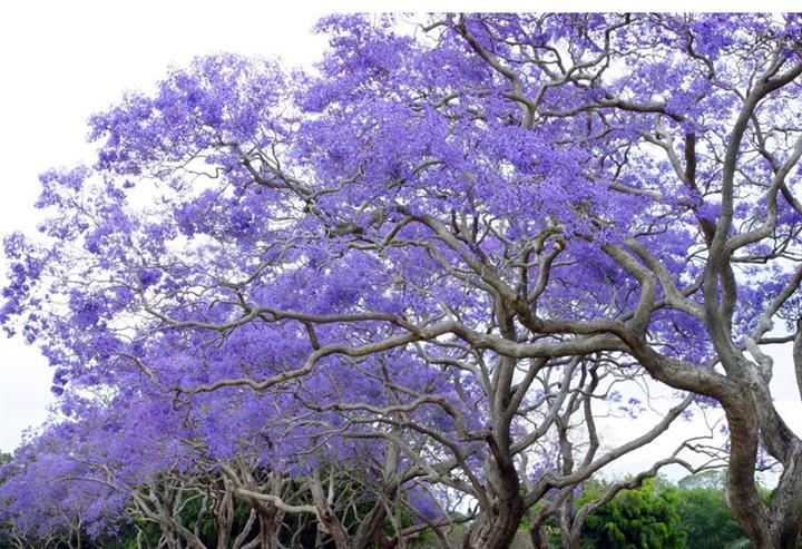 供应用于观赏|种植的紫花风铃苗、紫花风铃苗批发、紫花风铃苗直销、紫花风铃苗苗圃