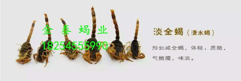 清水干蝎子圖片/清水干蝎子樣板圖 (1)