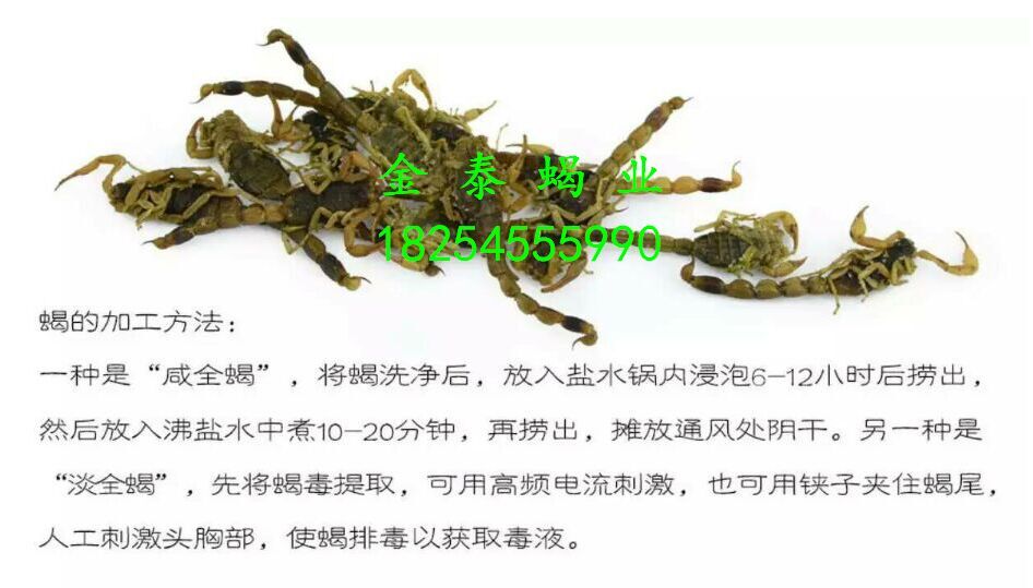 清水干蝎子圖片/清水干蝎子樣板圖 (2)