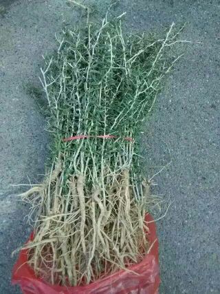 枸杞苗圖片/枸杞苗樣板圖 (2)