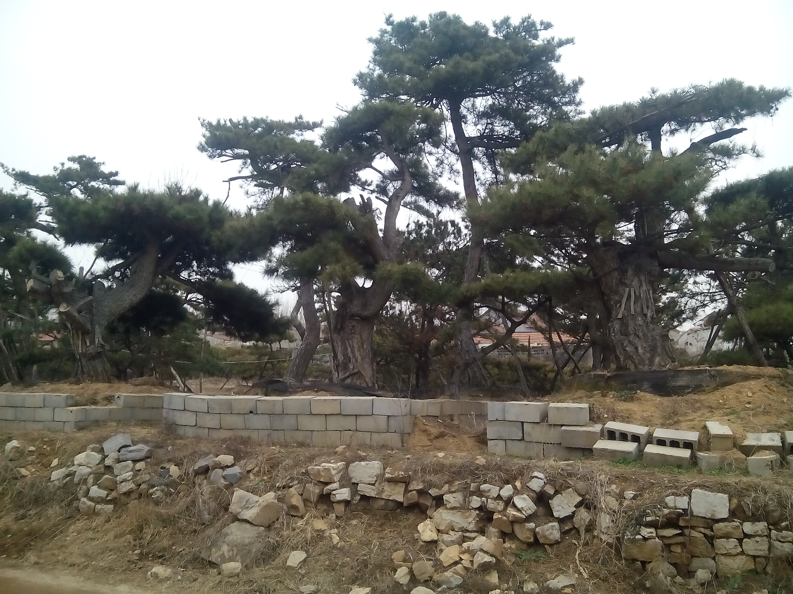 莱芜市造型黑松，造型油松厂家