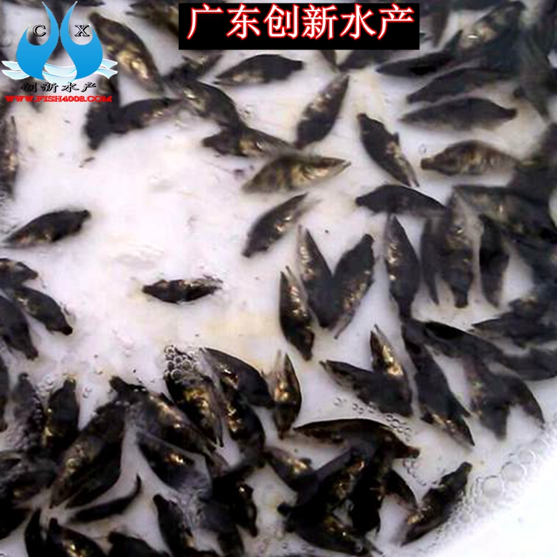 桂花魚苗圖片/桂花魚苗樣板圖 (3)