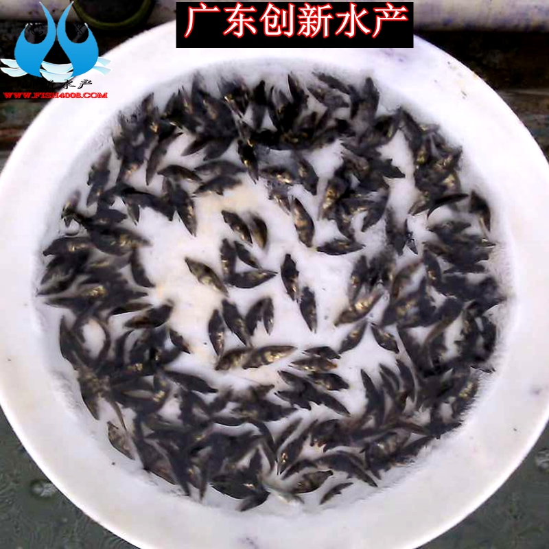 桂花魚苗圖片/桂花魚苗樣板圖 (2)