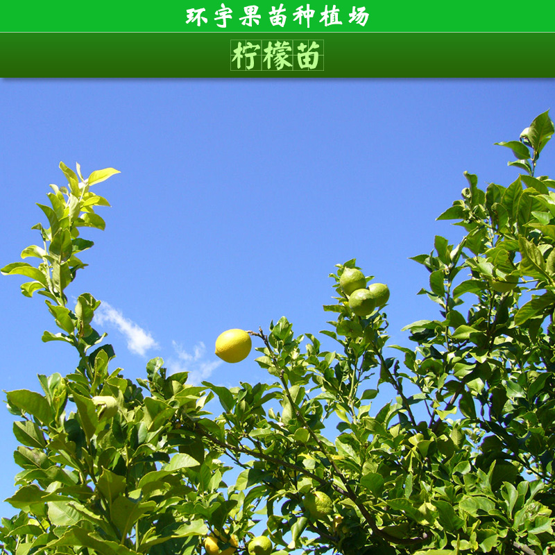 檸檬苗圖片/檸檬苗樣板圖 (2)