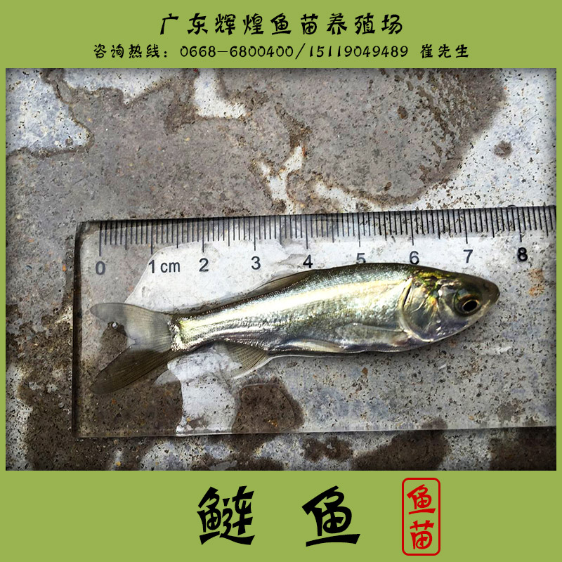 鰱魚圖片/鰱魚樣板圖 (2)
