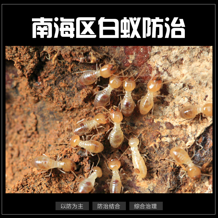 南海區(qū)白蟻防治公司圖片