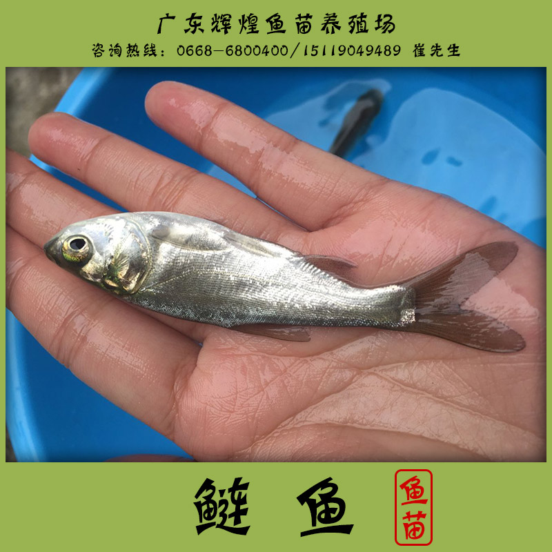 鰱魚圖片