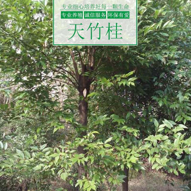 天竹桂樹(shù)圖片/天竹桂樹(shù)樣板圖 (3)