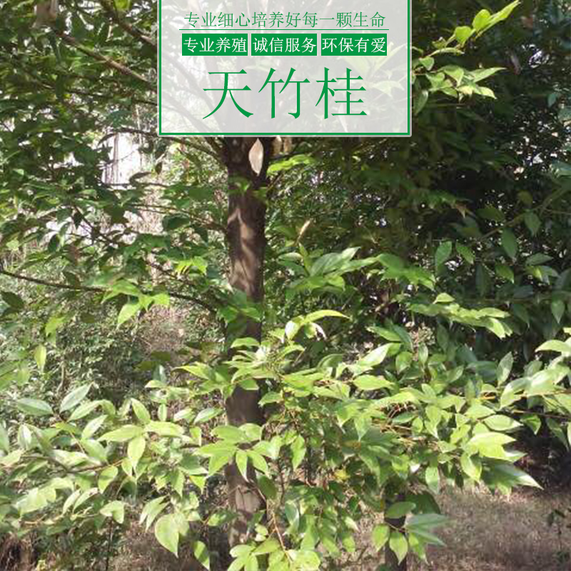 天竹桂樹(shù)圖片/天竹桂樹(shù)樣板圖 (2)