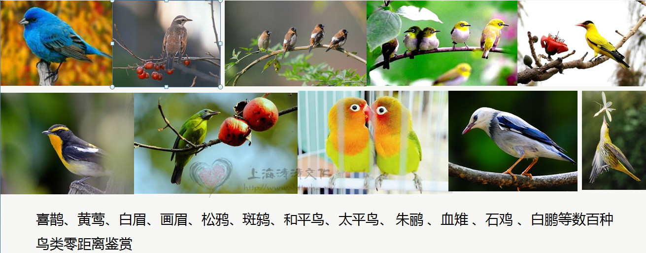 百鳥圖片/百鳥樣板圖 (4)