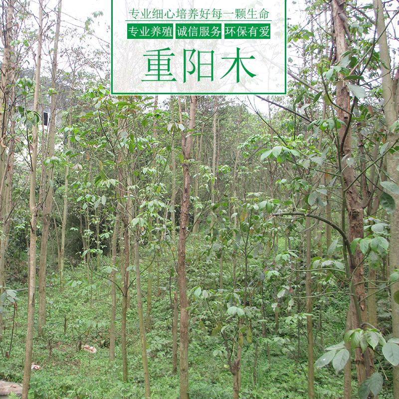 重陽木樹圖片/重陽木樹樣板圖 (2)