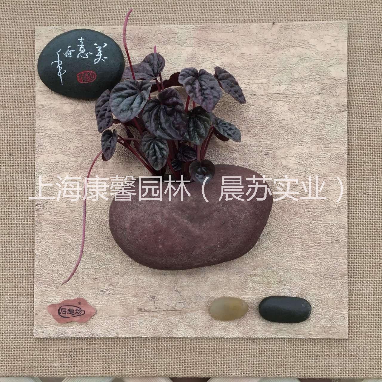 辦公室植物租賃圖片/辦公室植物租賃樣板圖 (1)