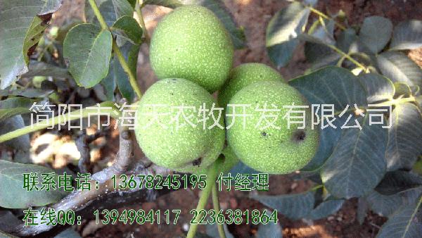 核桃苗圖片/核桃苗樣板圖 (2)