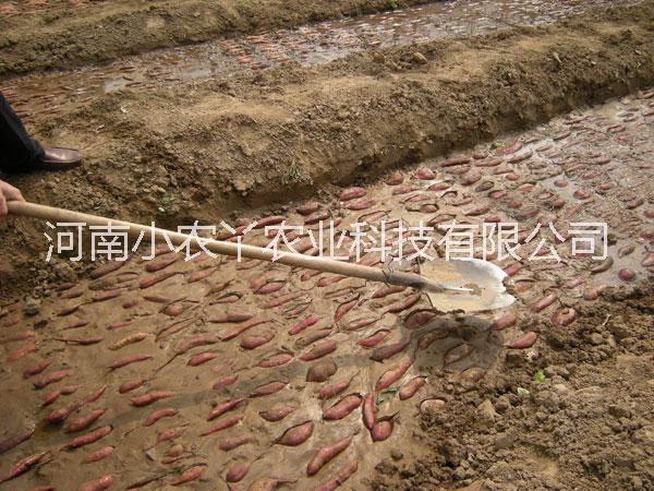 紅薯苗圖片/紅薯苗樣板圖 (3)