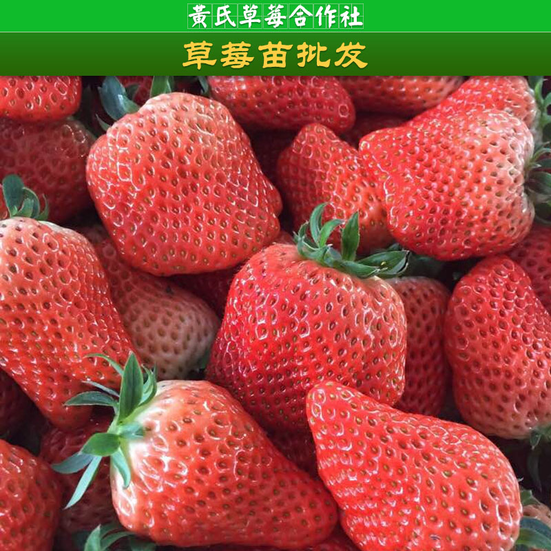 草莓品種圖片/草莓品種樣板圖 (4)