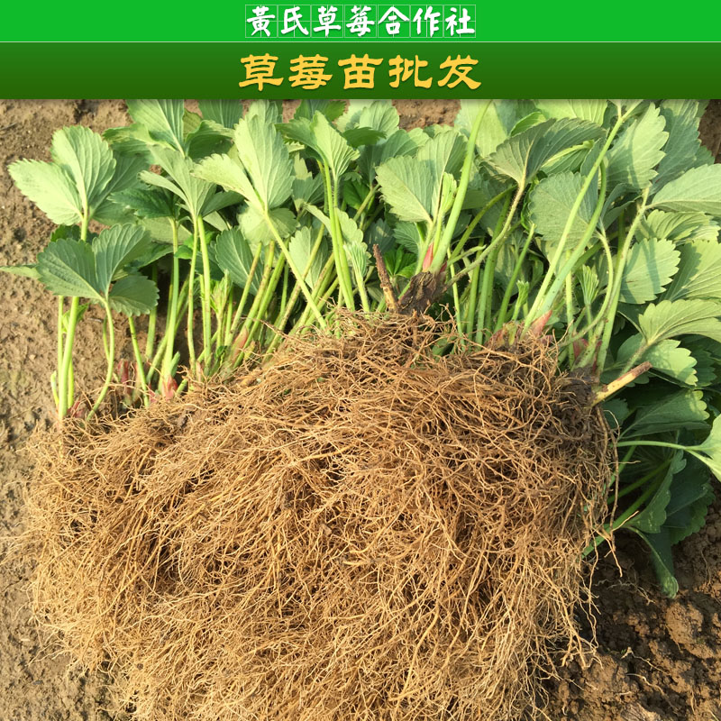 杭州草莓品種批發(fā)，牛奶草莓供應商，草莓培育，草莓生長習慣，草莓價格