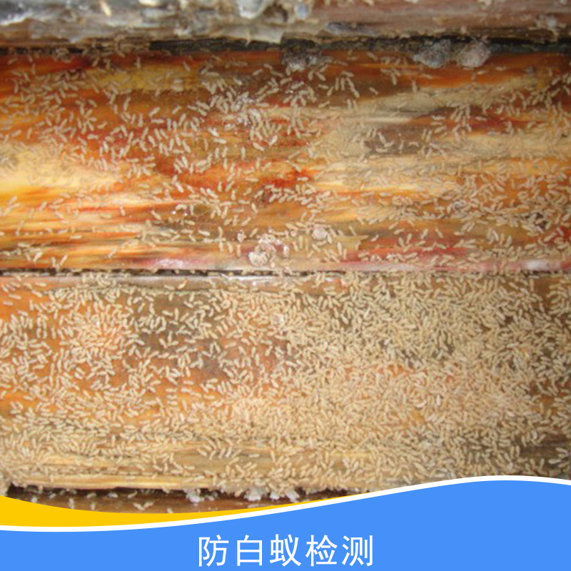 防白蟻檢測(cè)圖片/防白蟻檢測(cè)樣板圖 (3)