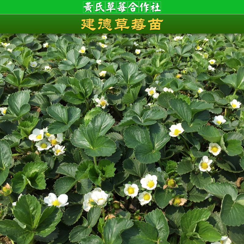 建德草莓苗批發(fā)，草莓苗批發(fā)，杭州草莓苗價(jià)格，供應(yīng)商，草莓苗種植方法