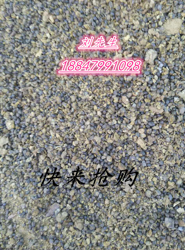 草原羊糞圖片/草原羊糞樣板圖 (1)