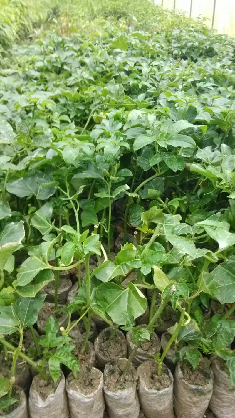 供應(yīng)廣西百香果苗、廣西百香果苗價(jià)格、廣西百香果苗批發(fā)價(jià)