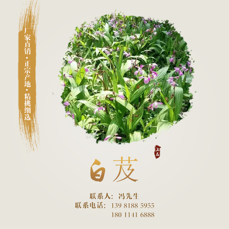 供應(yīng)白芨 白芨種子種植 白芨種子批發(fā) 白芨種植基地 白芨栽培技術(shù)