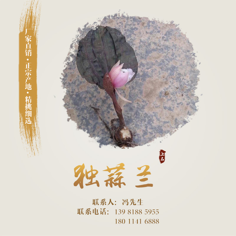 供應(yīng)獨(dú)蒜蘭 獨(dú)蒜蘭種子、種苗 獨(dú)蒜蘭作用 獨(dú)蒜蘭種子、種苗種植基地