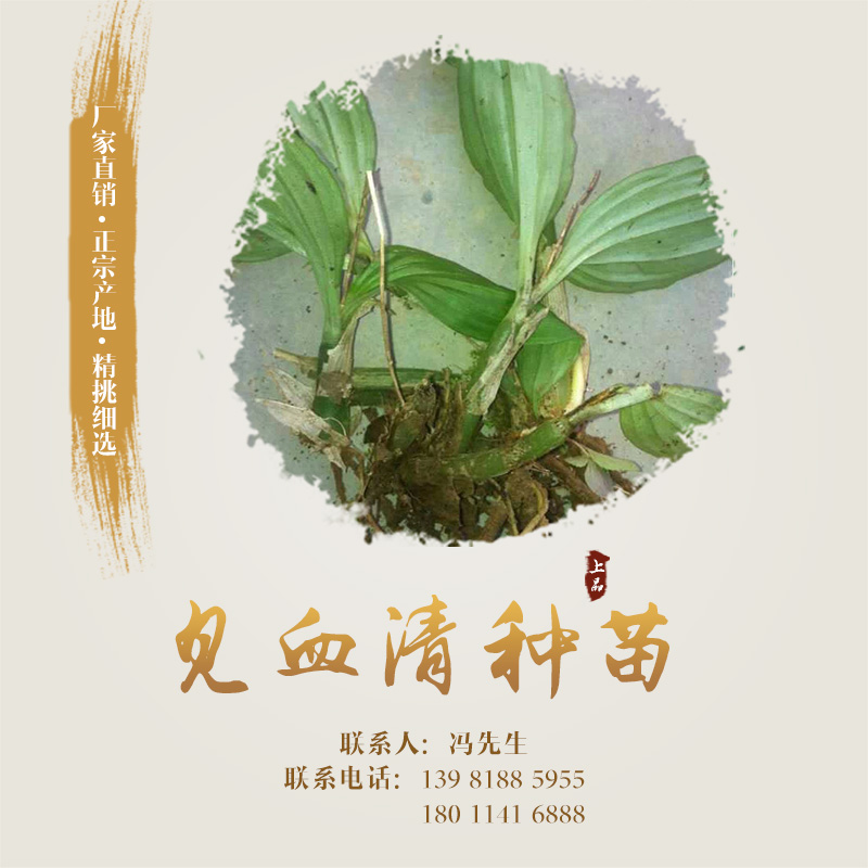 種苗圖片/種苗樣板圖 (2)