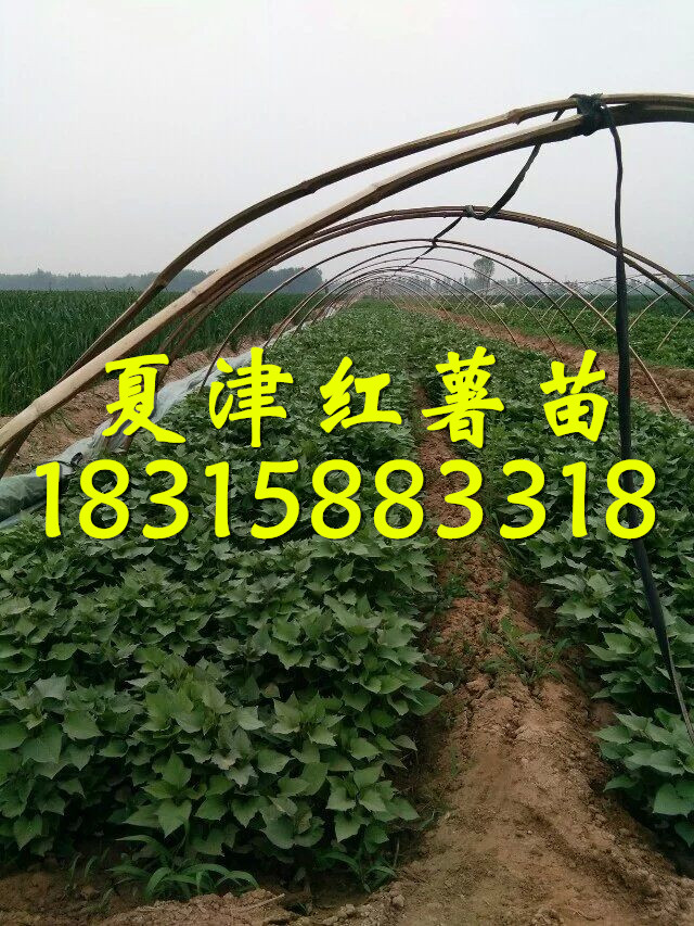 地瓜苗圖片/地瓜苗樣板圖 (4)