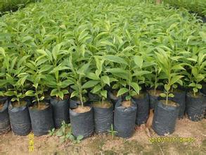 沉香壯苗圖片/沉香壯苗樣板圖 (3)