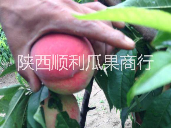 毛桃圖片/毛桃樣板圖 (2)