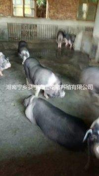 寧鄉(xiāng)圖片/寧鄉(xiāng)樣板圖 (3)