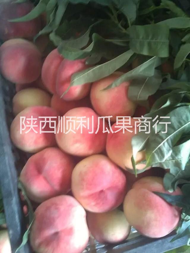 毛桃圖片/毛桃樣板圖 (3)