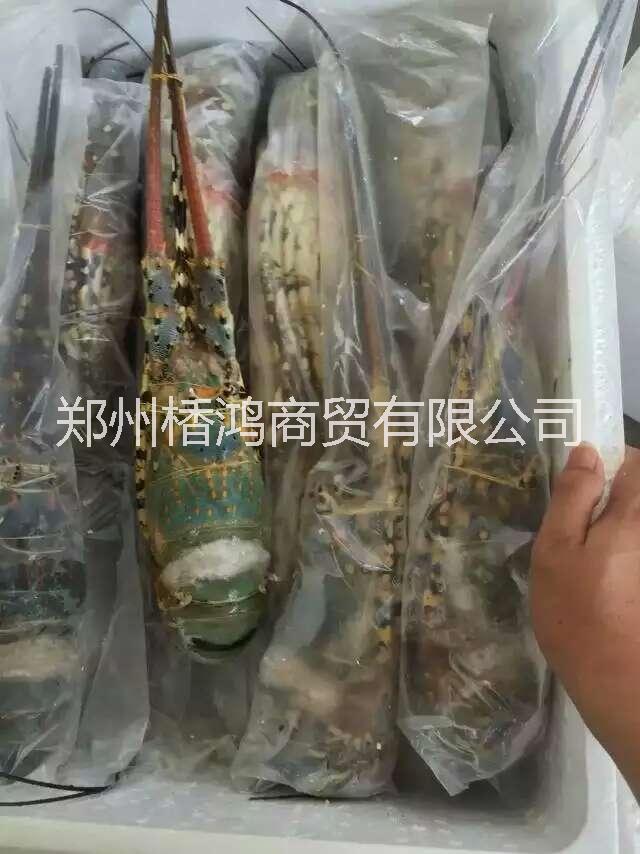 帶魚 魷魚 多寶魚圖片/帶魚 魷魚 多寶魚樣板圖 (4)