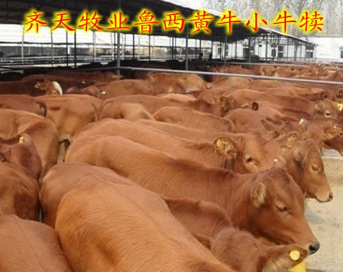 山東肉牛犢改良小牛 魯西黃牛