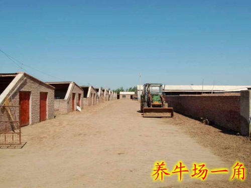 西門牛圖片/西門牛樣板圖 (2)