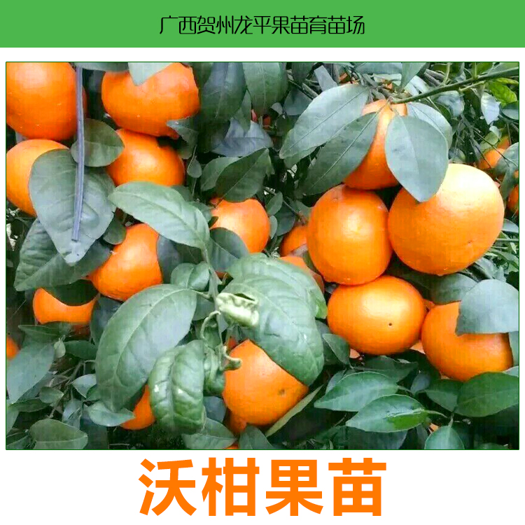 柑苗圖片/柑苗樣板圖 (1)
